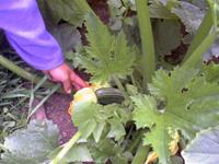 Squash in garden